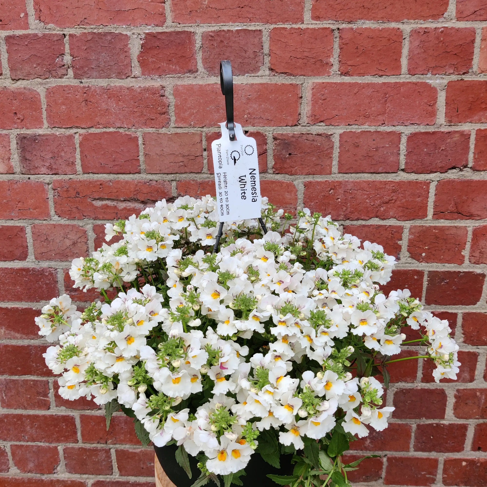 Nemesia White - 27cmHB Folia House