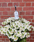 Nemesia White - 27cmHB Folia House
