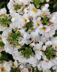 Nemesia White - 27cmHB Folia House