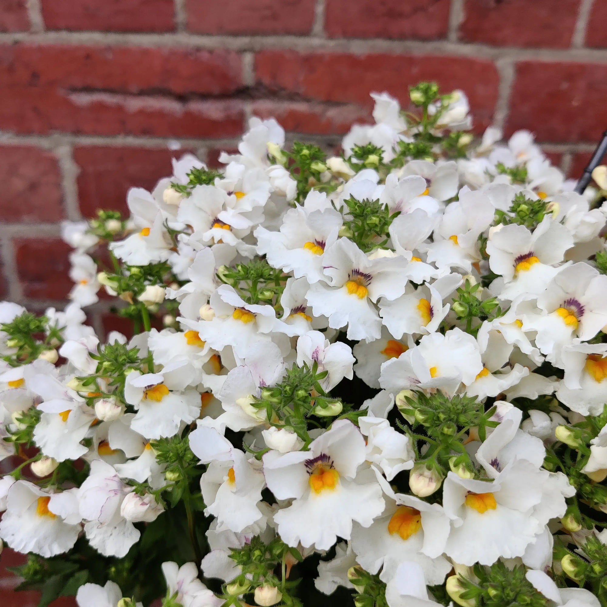Nemesia White - 27cmHB Folia House