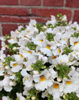 Nemesia White - 27cmHB Folia House