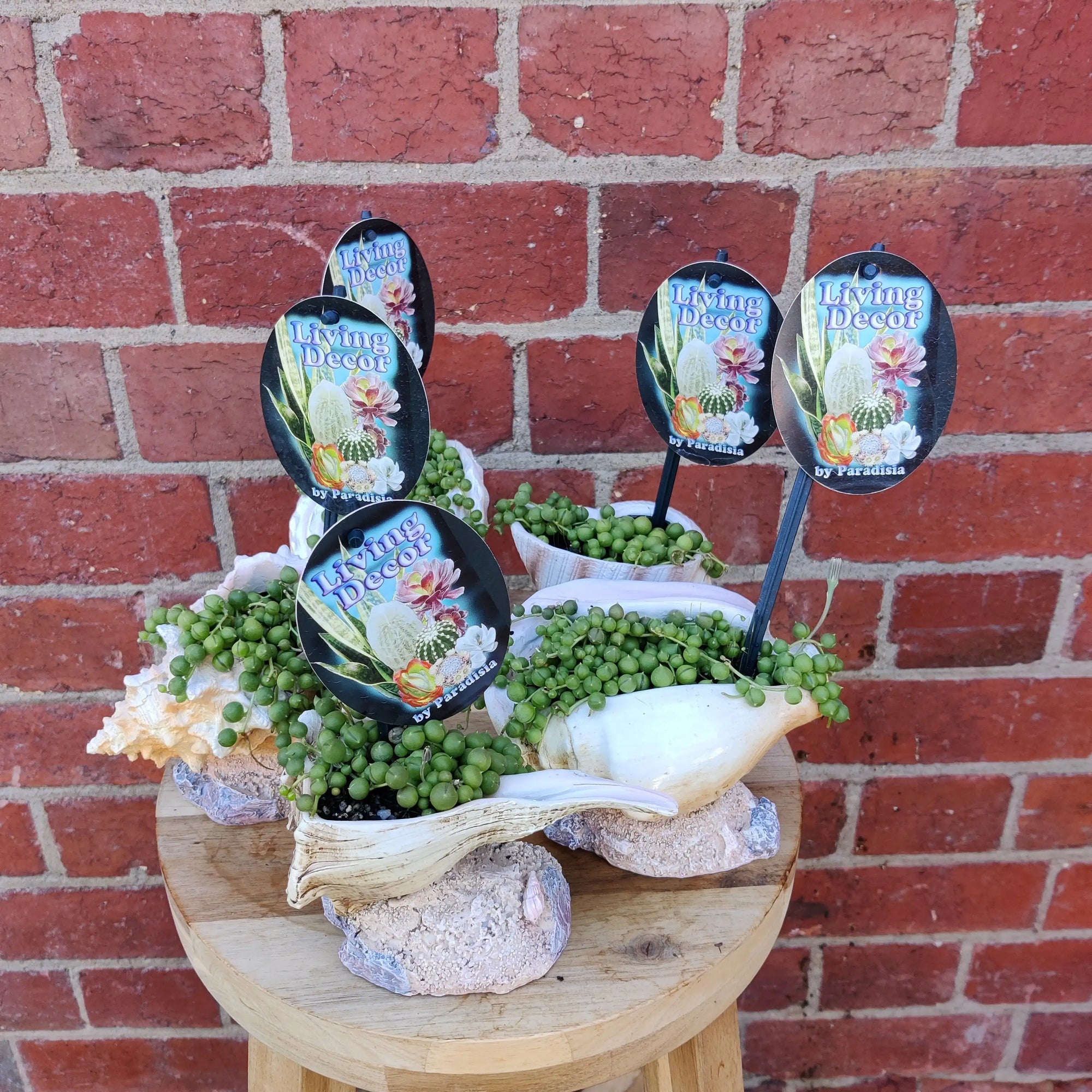 Novelty Planter Folia House