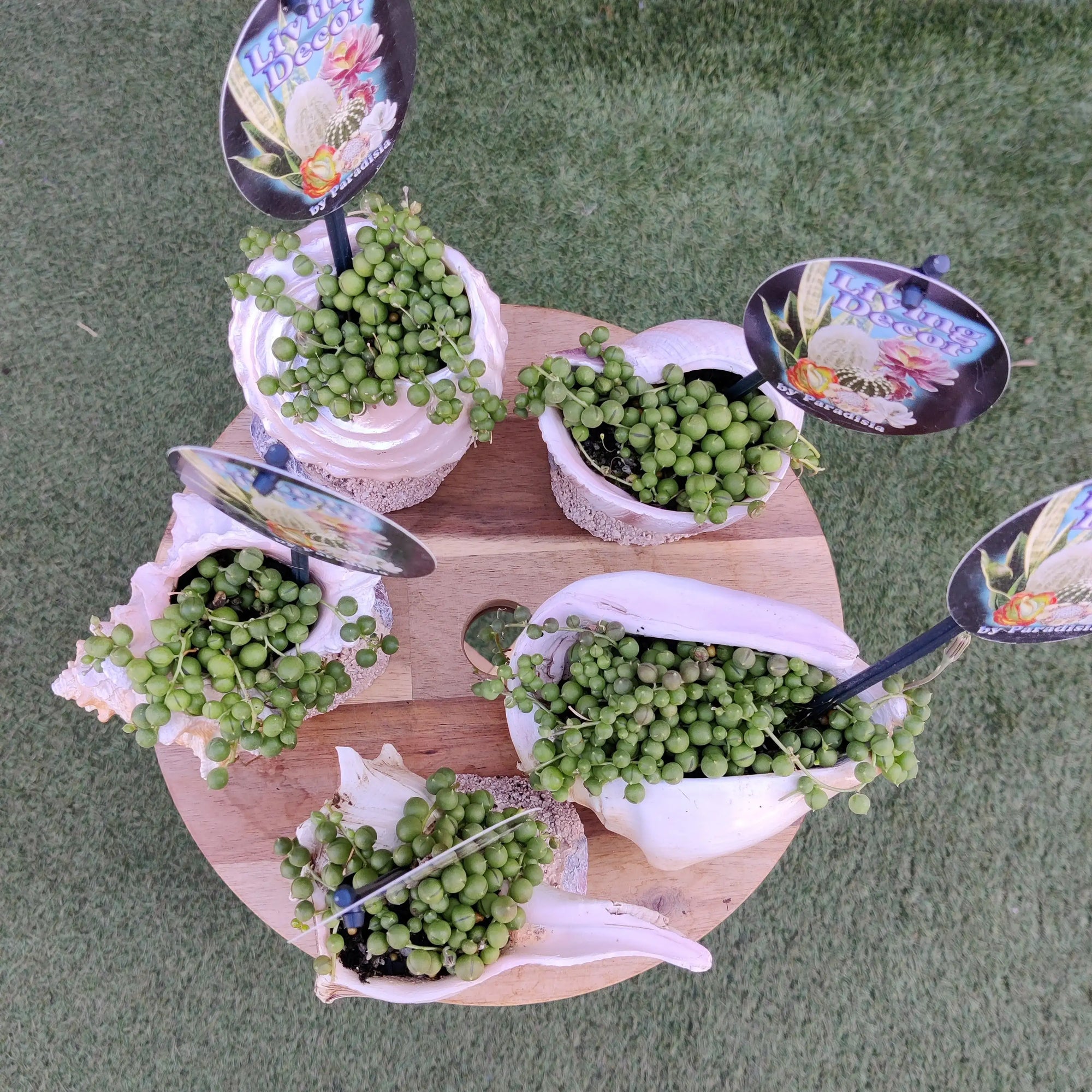 Novelty Planter Folia House