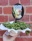 Novelty Planter Folia House