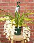 Orchid - Cascading Cymbidium White - 9 flower spikes - 17cm Hanging Basket Folia House