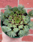 Oxalis Palmifrons - 10cm pot Folia House