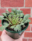 Oxalis Palmifrons - 10cm pot Folia House