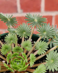 Oxalis Palmifrons - 10cm pot Folia House