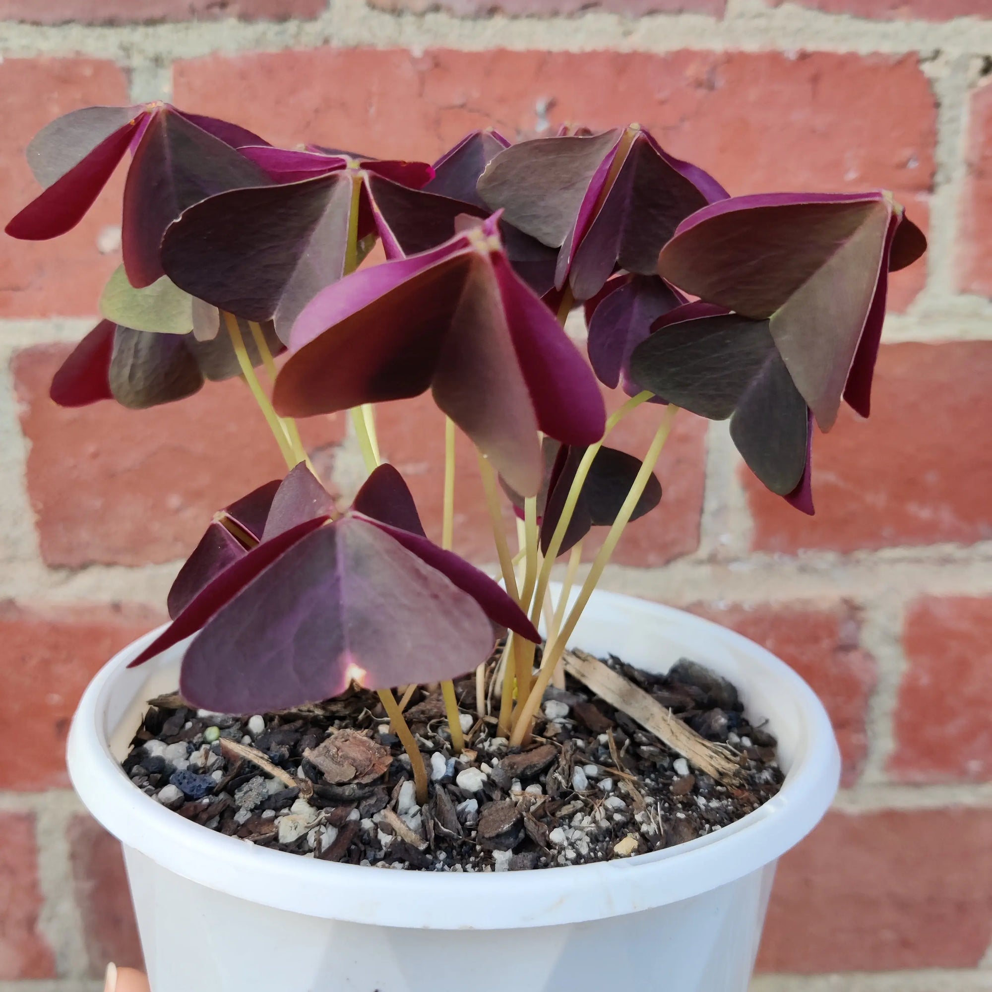 Oxalis Triangularis - 13cm pot Folia House
