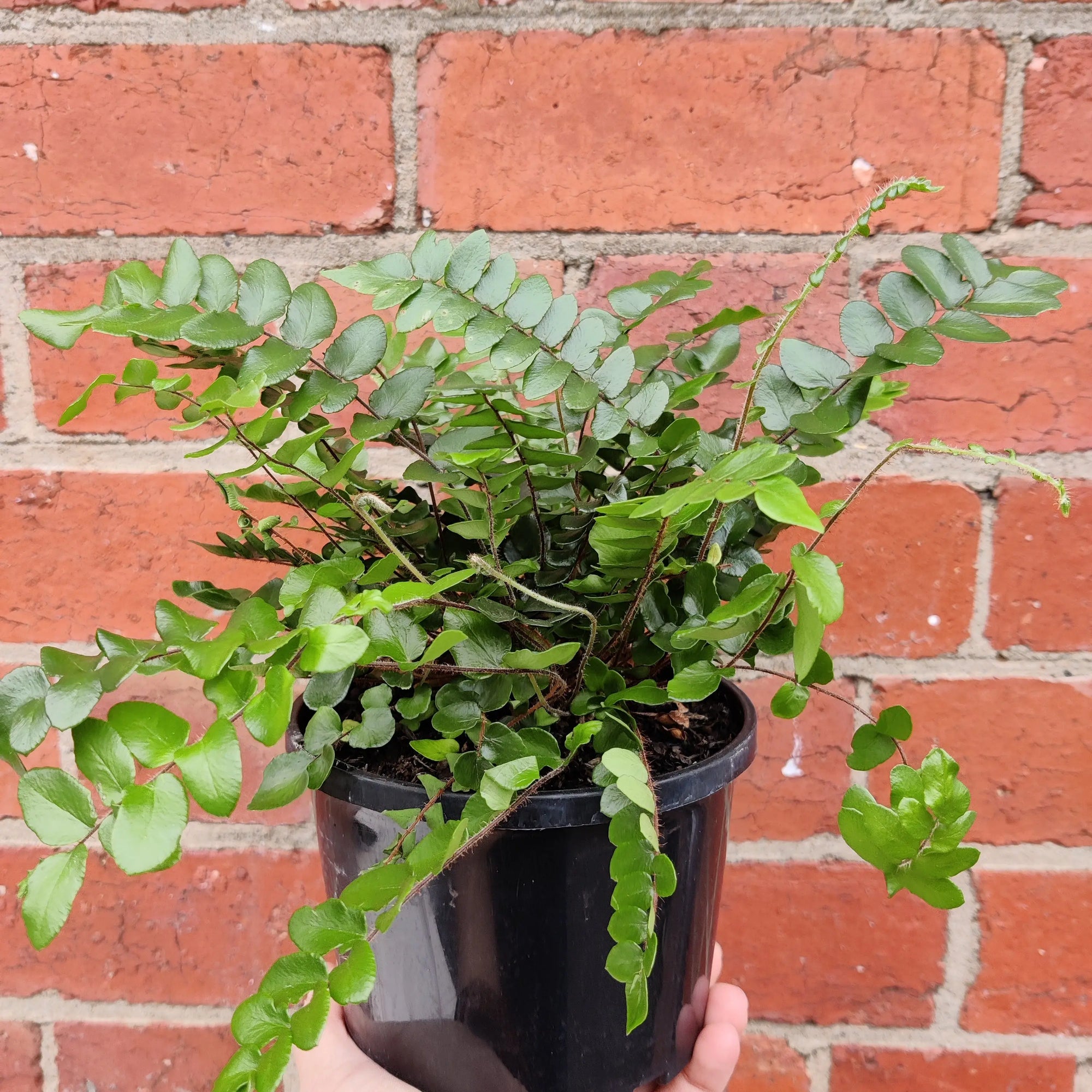 Pellaea Falcata - Sickle Fern - 14cm pot Folia House