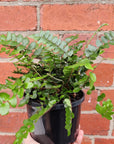 Pellaea Falcata - Sickle Fern - 14cm pot Folia House