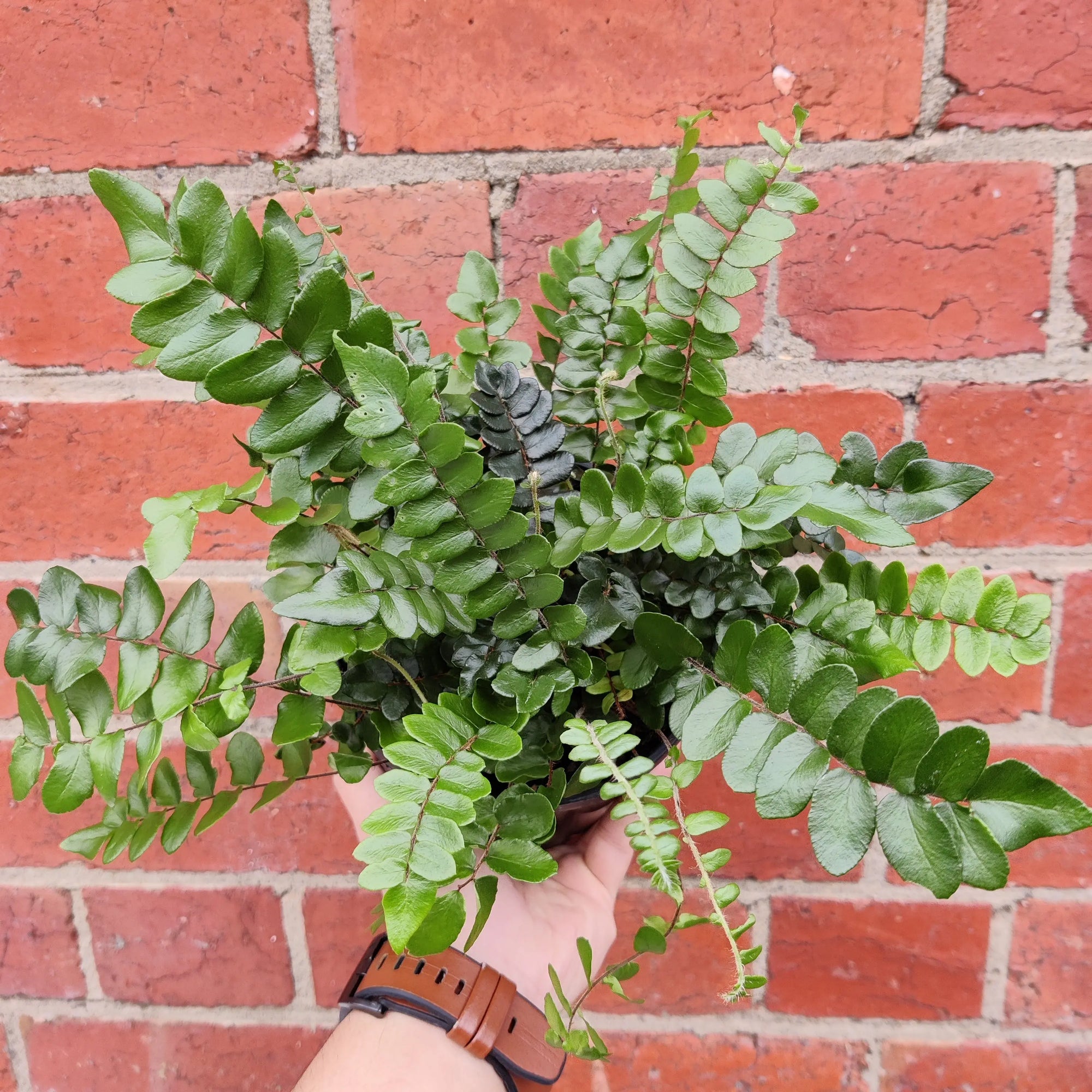 Pellaea Falcata - Sickle Fern - 14cm pot Folia House