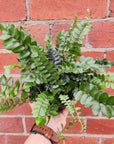 Pellaea Falcata - Sickle Fern - 14cm pot Folia House