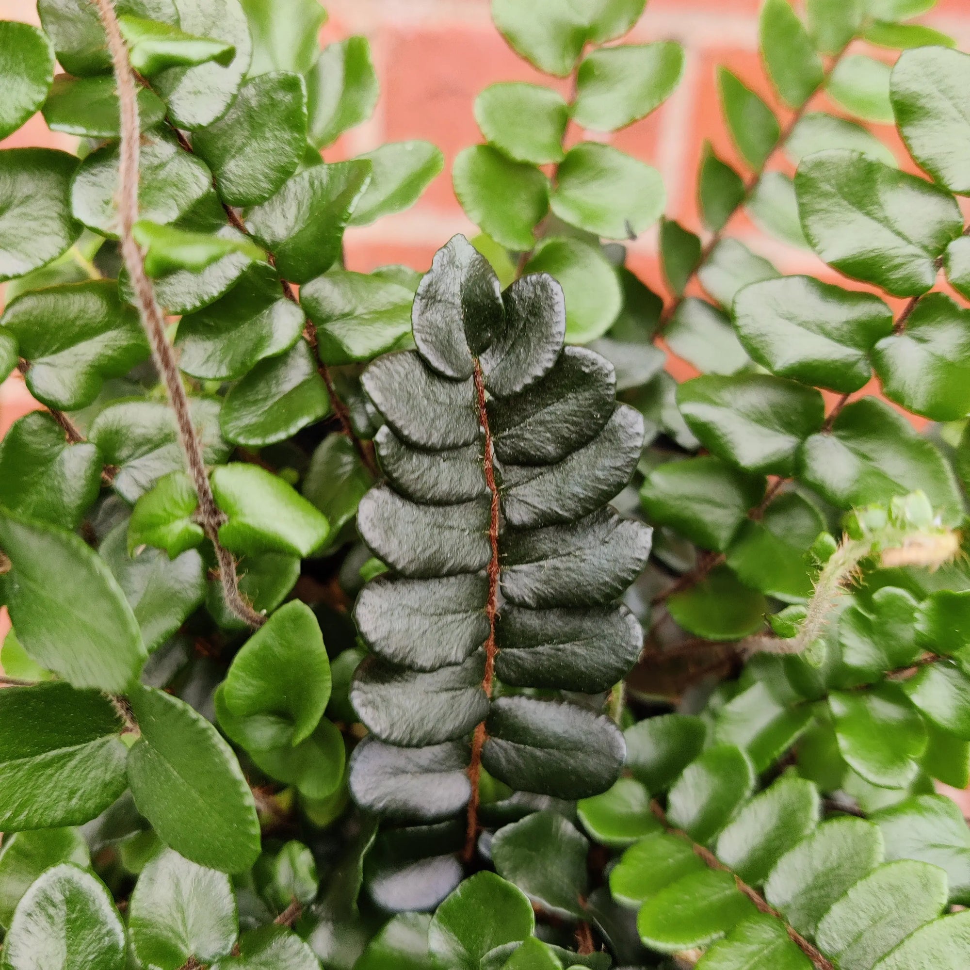 Pellaea Falcata - Sickle Fern - 14cm pot Folia House