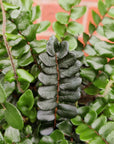 Pellaea Falcata - Sickle Fern - 14cm pot Folia House