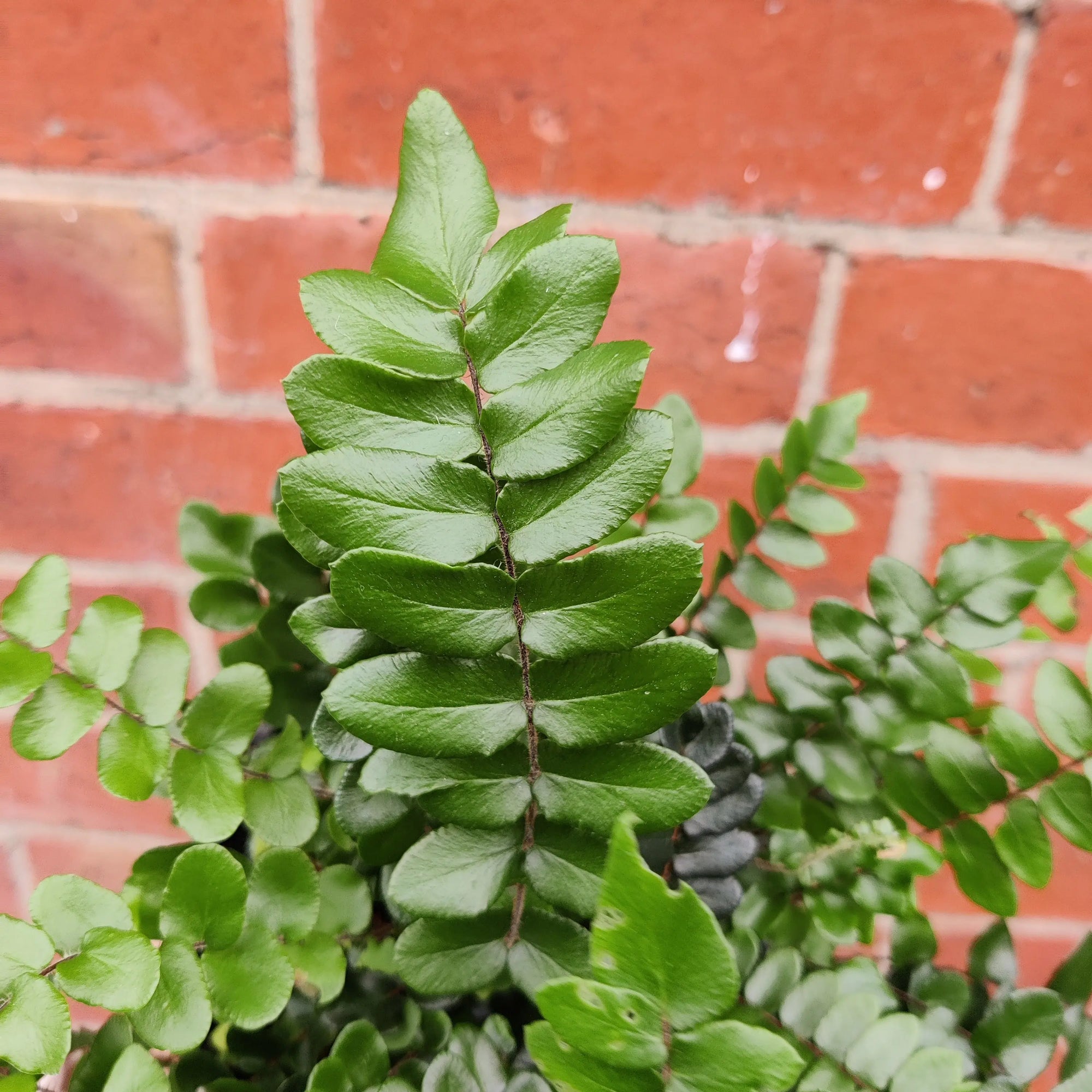 Pellaea Falcata - Sickle Fern - 14cm pot Folia House