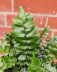 Pellaea Falcata - Sickle Fern - 14cm pot Folia House