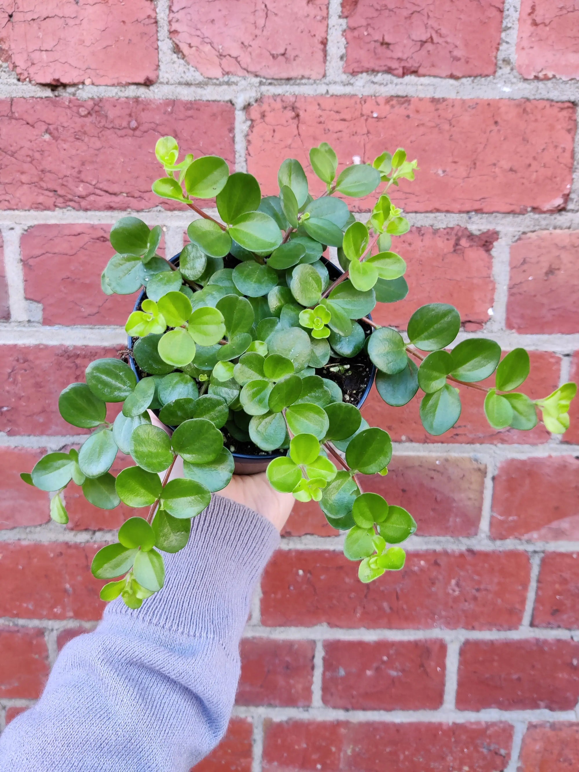 Peperomia Rotundifolia Rondo Venetiano - 12cm Pot Folia House