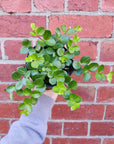 Peperomia Rotundifolia Rondo Venetiano - 12cm Pot Folia House