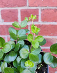 Peperomia Rotundifolia Rondo Venetiano - 12cm Pot Folia House