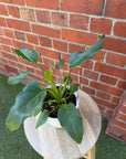 Philodendron - 13cm Pot Folia House