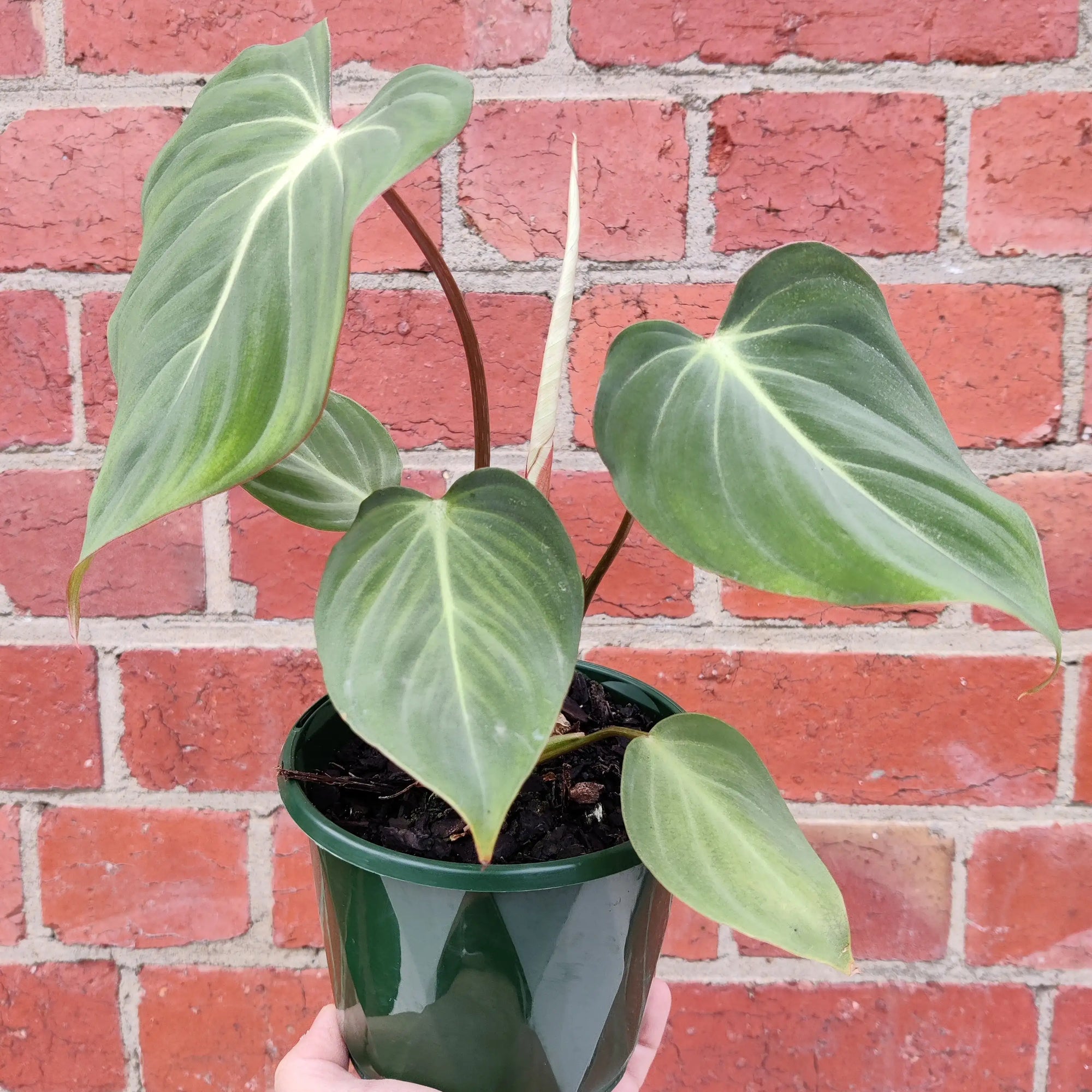 Philodendron Gloriosum - 12cm Pot Folia House