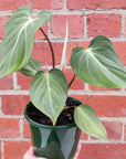 Philodendron Gloriosum - 12cm Pot Folia House