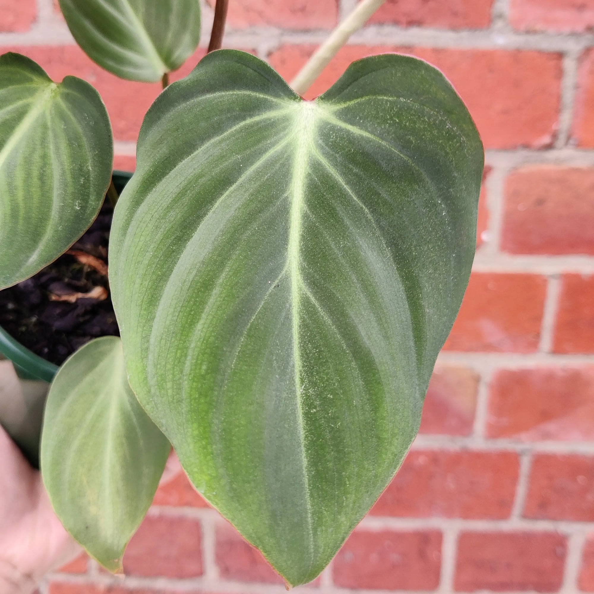 Philodendron Gloriosum - 12cm Pot Folia House