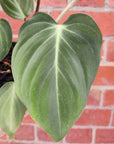 Philodendron Gloriosum - 12cm Pot Folia House