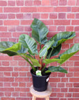 Philodendron Imperial Green - 25cm pot Folia House