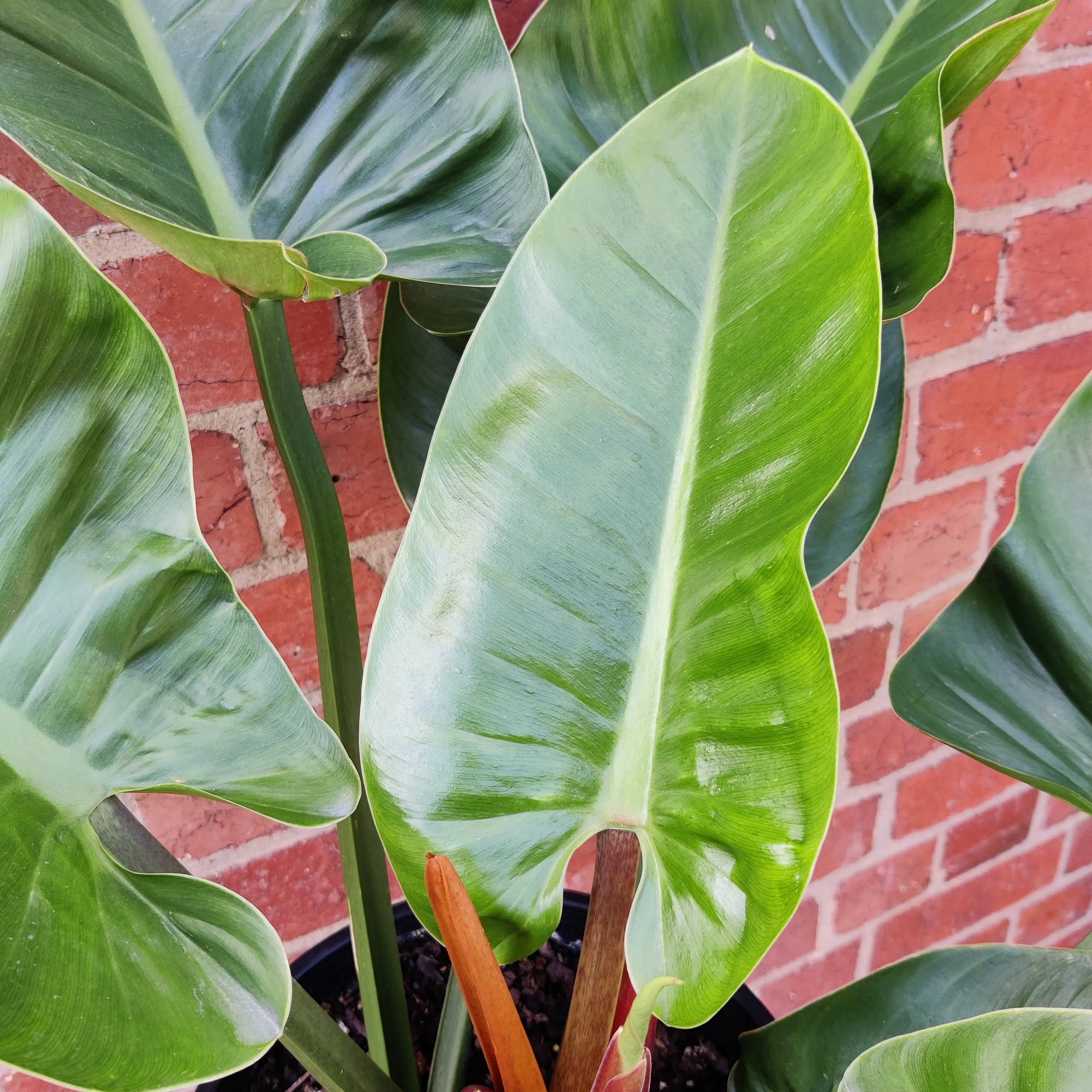 Philodendron Imperial Green - 25cm pot Folia House