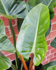 Philodendron Imperial Green - 25cm pot Folia House