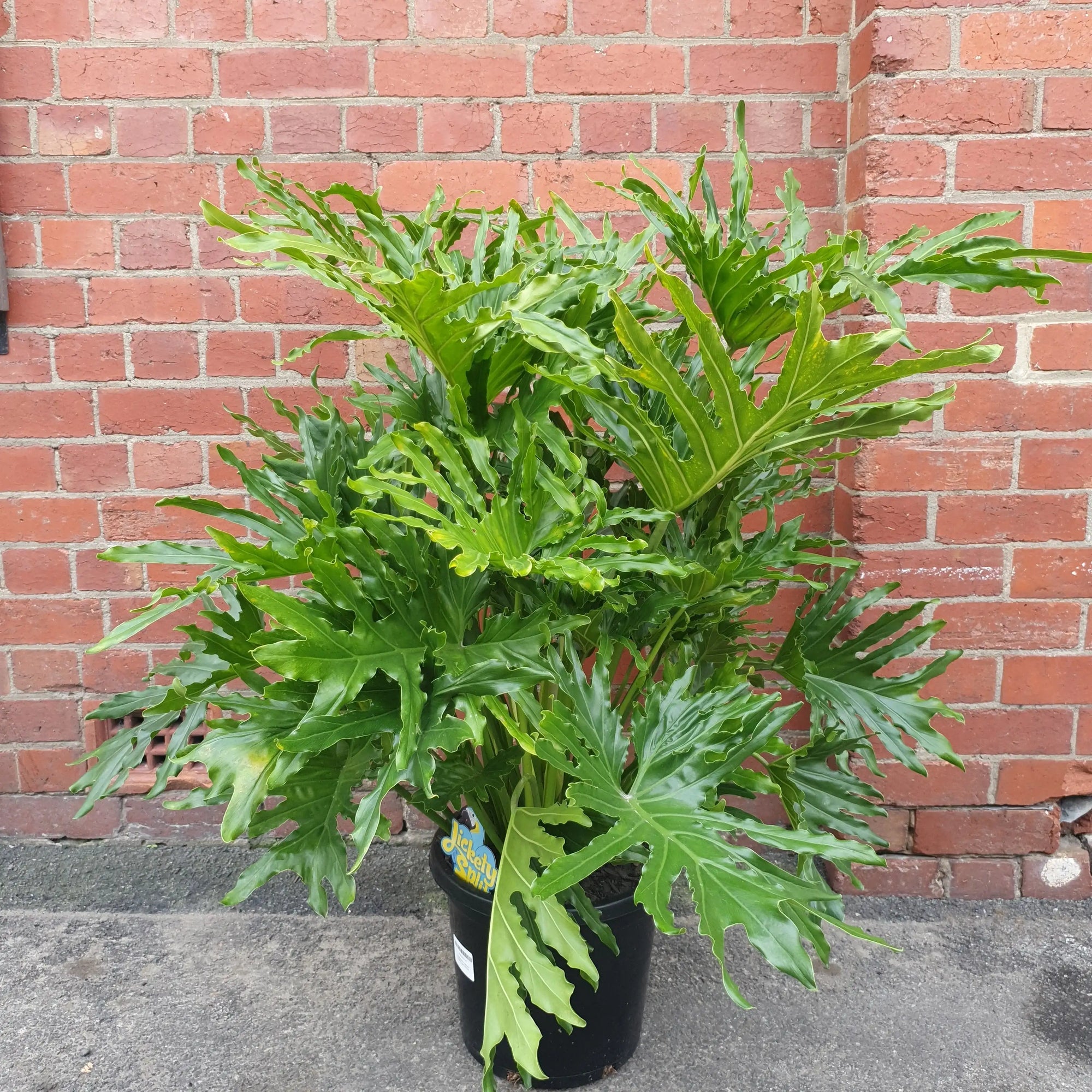 Philodendron Lickerty Split - 30cm pot Folia House