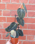 Philodendron Melanochrysum - 13cm pot Folia House