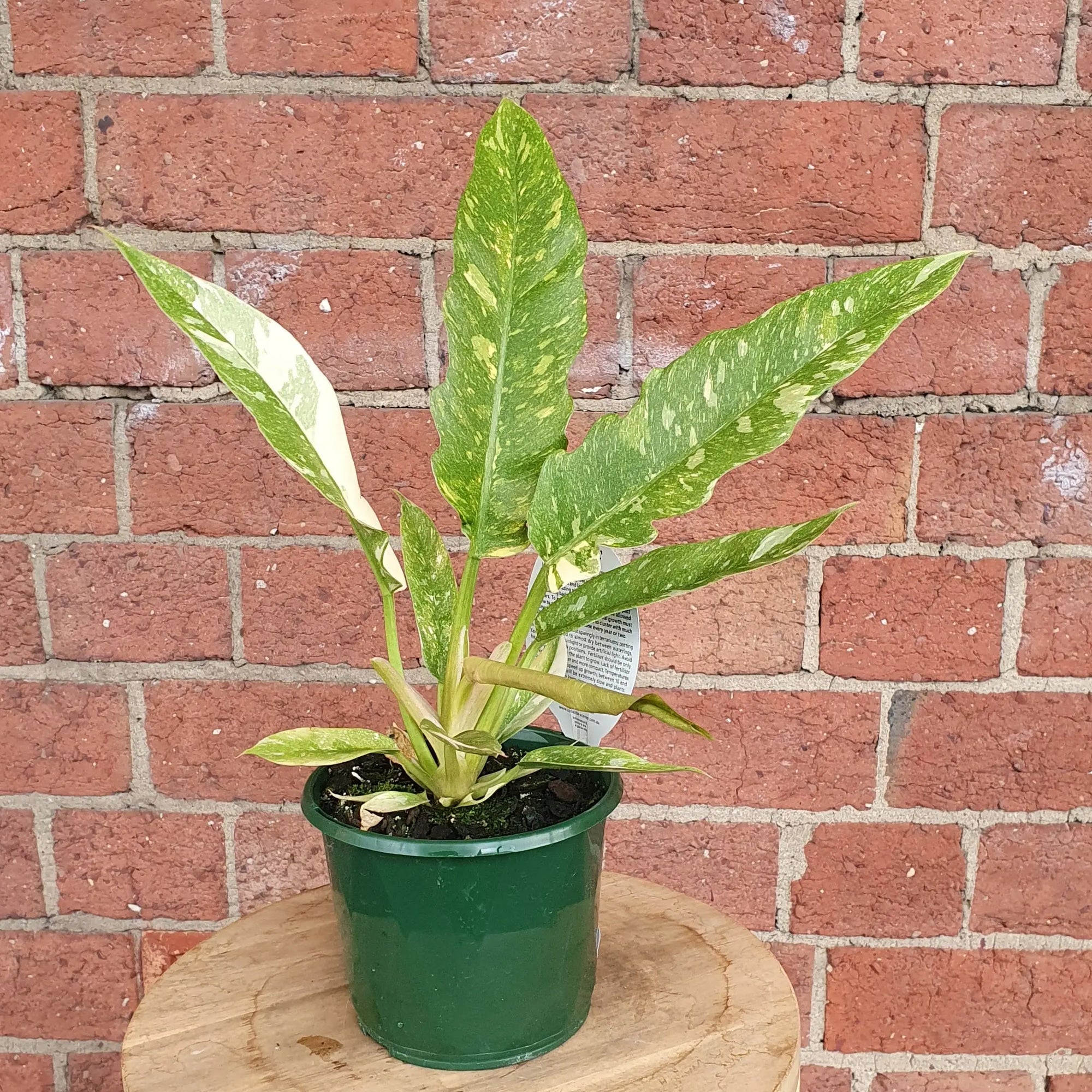 Philodendron Ring of Fire - 13cm pot Folia House