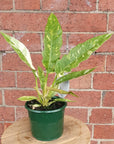 Philodendron Ring of Fire - 13cm pot Folia House