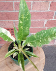 Philodendron Ring of Fire - 13cm pot Folia House