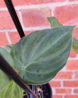 Philodendron Verrucosum - 10cm pot Folia House
