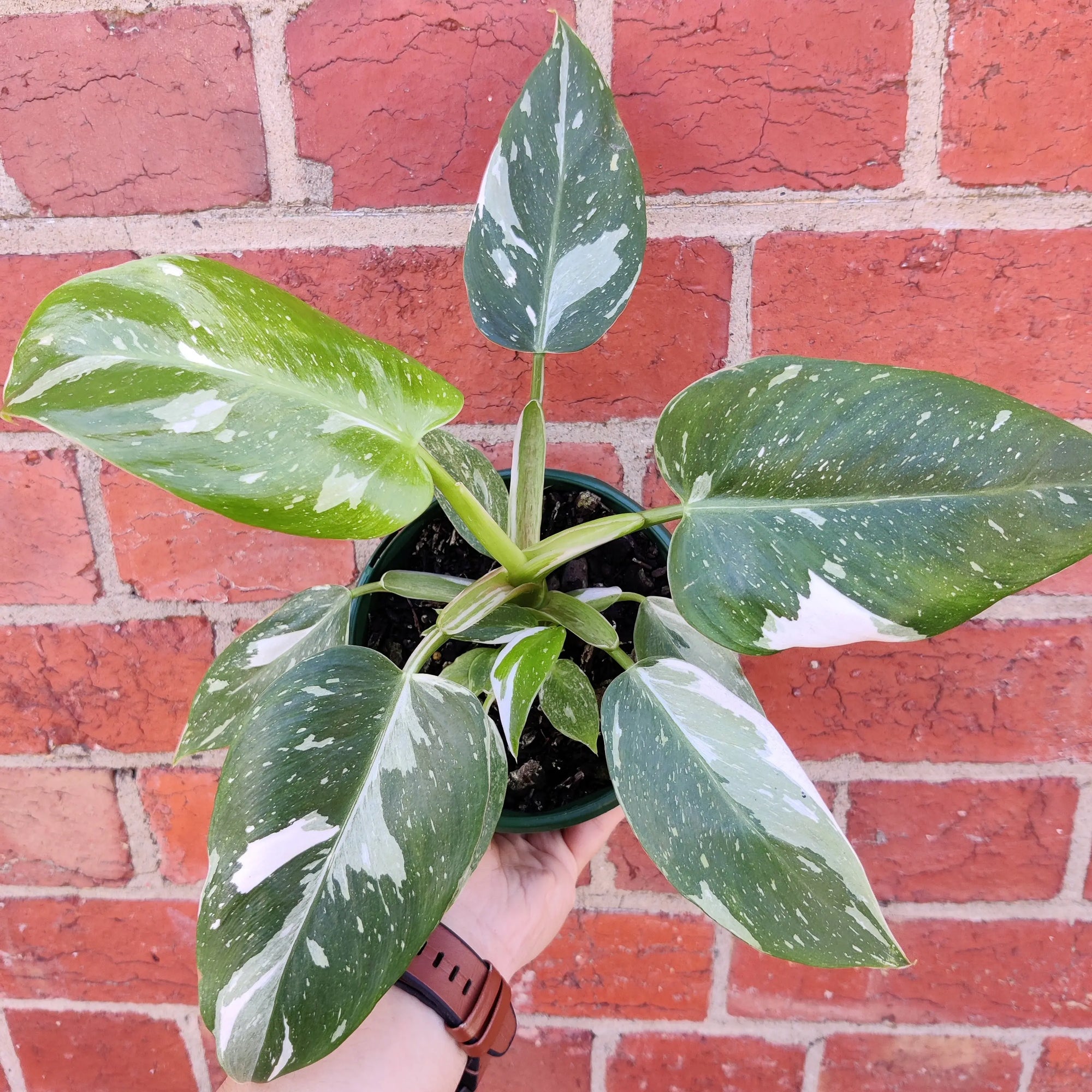 Philodendron White Wizard- 13cm Pot Folia House
