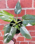 Philodendron White Wizard- 13cm Pot Folia House