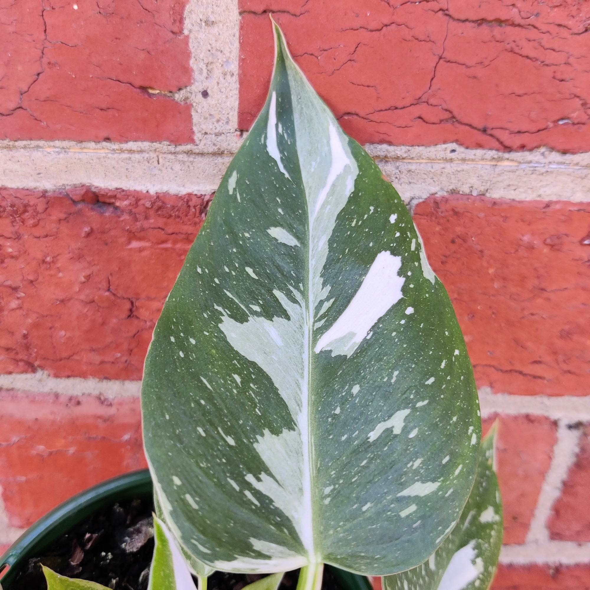 Philodendron White Wizard- 13cm Pot Folia House