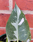 Philodendron White Wizard- 13cm Pot Folia House