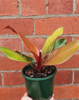 Philodendron red king- 13cm Pot Folia House