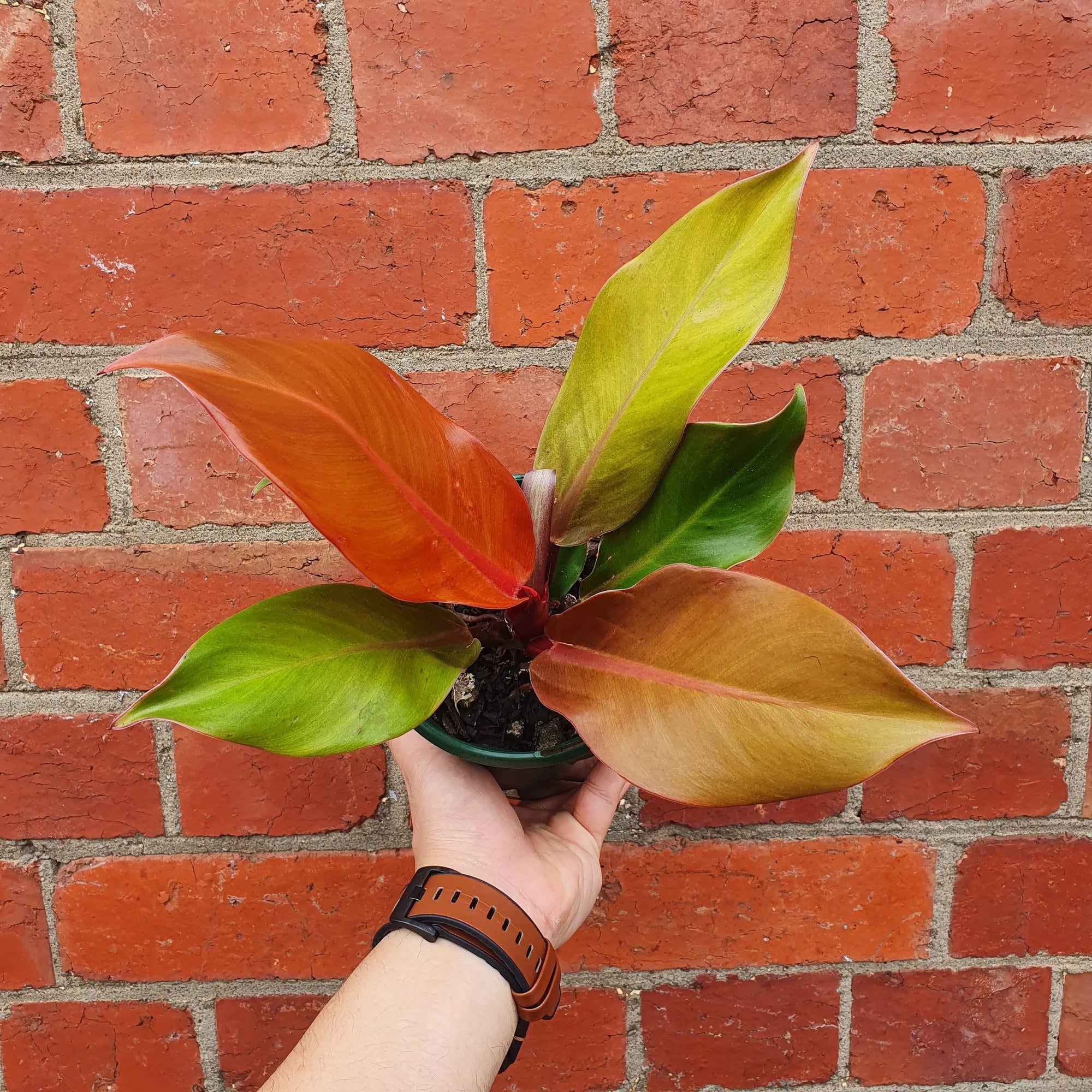 Philodendron red king- 13cm Pot Folia House