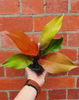 Philodendron red king- 13cm Pot Folia House