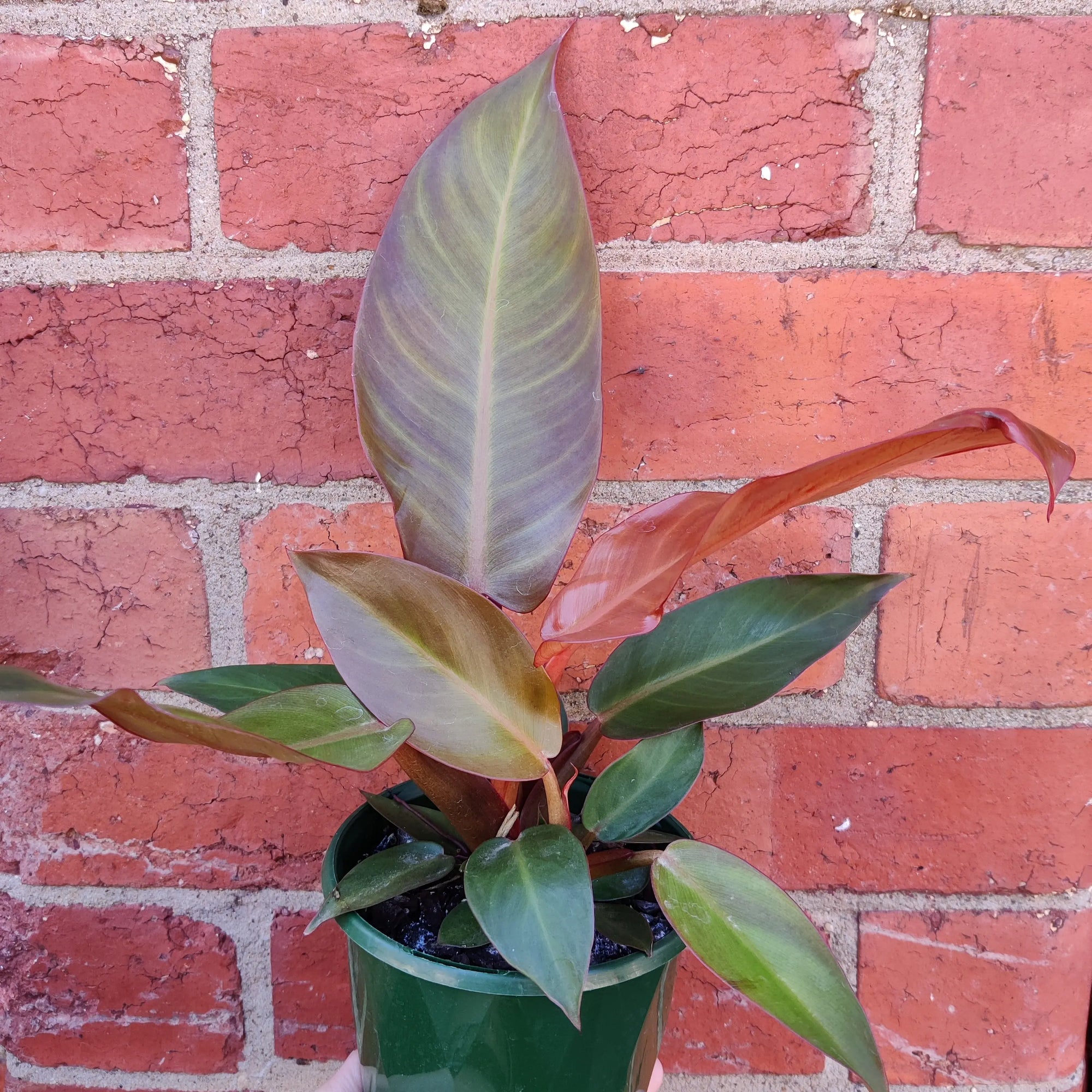 Philodendron sun red - 13cm Pot Folia House