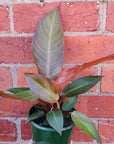 Philodendron sun red - 13cm Pot Folia House