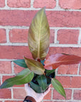 Philodendron sun red - 13cm Pot Folia House