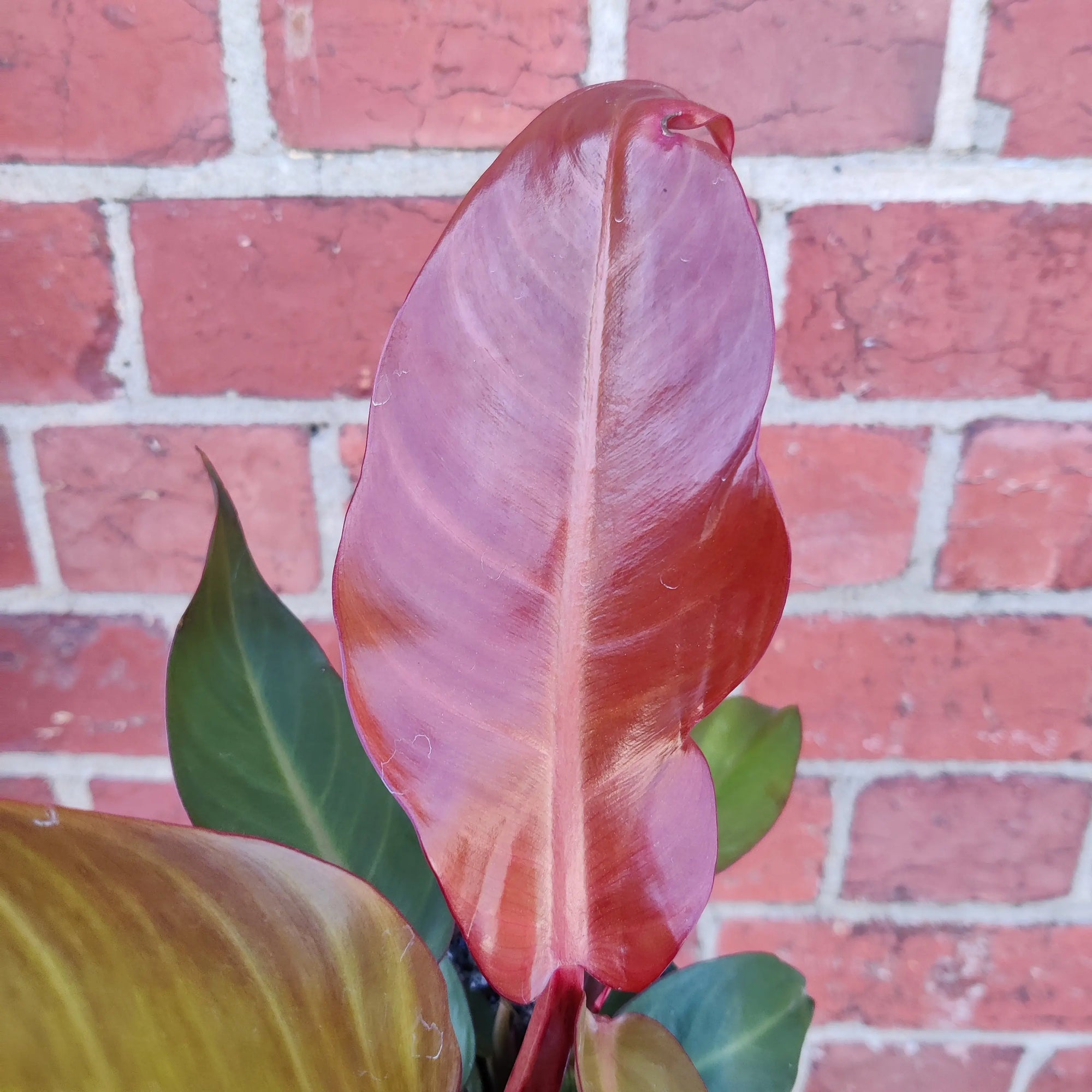 Philodendron sun red - 13cm Pot Folia House