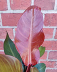 Philodendron sun red - 13cm Pot Folia House